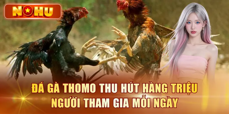 Đá Gà Thomo Campuchia - Xem Trực Tiếp Full HD Miễn Phí Đá gà Thomo thu hút hàng triệu người tham gia mỗi ngày