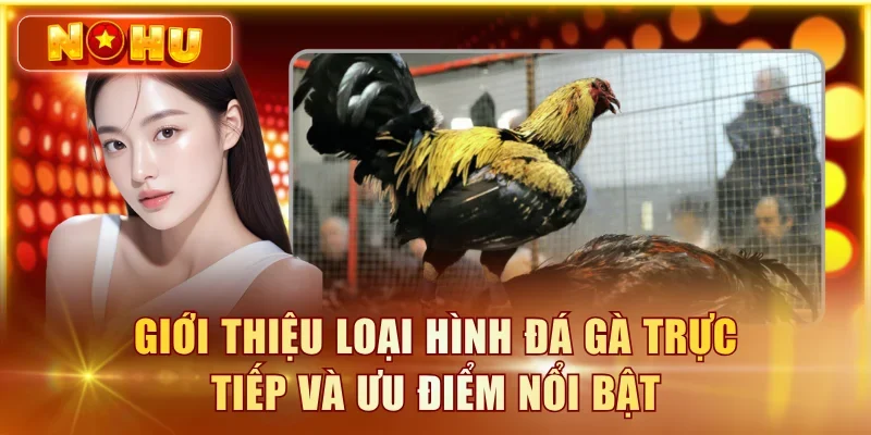 Giới thiệu loại hình đá gà trực tiếp và ưu điểm nổi bật