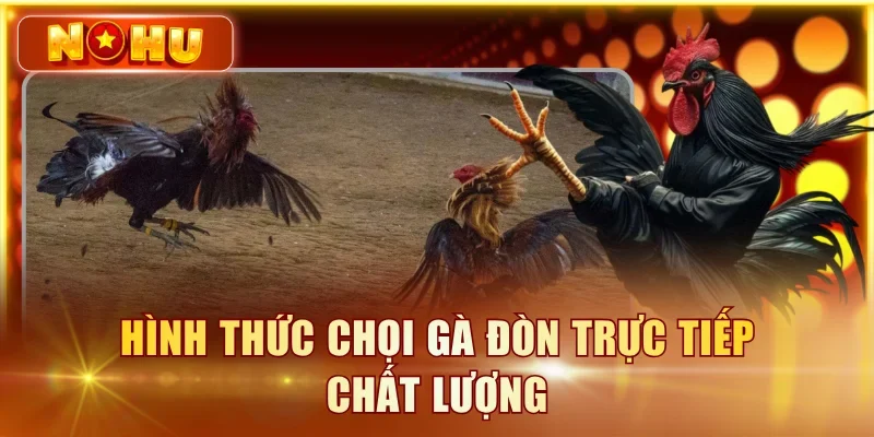 Hình thức chọi gà đòn trực tiếp chất lượng
